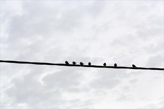 Swallows sitting side by side on a power line, migratory birds, Lake Kerkini, Lake Kerkini, Central