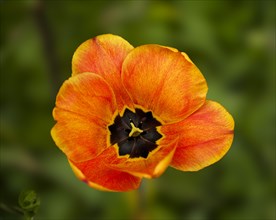 Tulip (Tulipa), Braunschweig, Lower Saxony, Germany, Europe