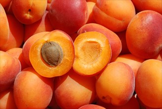 Close-up of fresh, ripe apricots, one cut in half revealing the stone