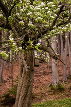 A birdhouse on a flowering pear tree (Pyrus communis) in the Neubeuern forest, Germany, Europe