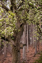 A birdhouse on a flowering pear tree (Pyrus communis) in the Neubeuern forest, Germany, Europe