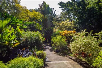 Jardin Botaniqu de Deshaies, botanical garden with flora and fauna in Guadeloupe, Caribbean, French