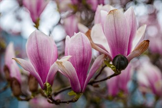 Close-up of pink tulip magnolia flowers (Magnolia x soulangiana) in springtime, Dessau, Germany,