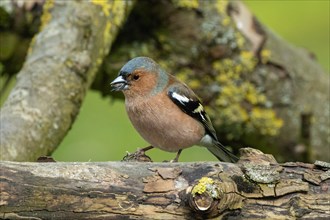 Male chaffinch with food in beak standing on branch looking left