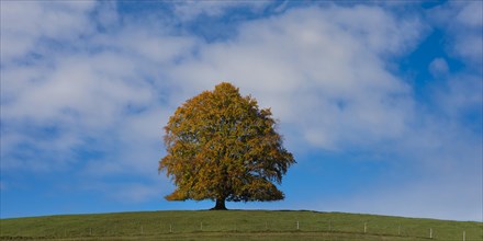 Common beech (Fagus sylvatica), in autumn, solitary tree near Rieden am Forggensee, Ostallgaeu,