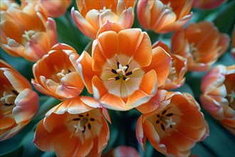 Close-up of vibrant orange tulips with a blurred background conveying the arrival of spring, AI