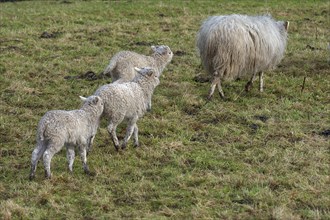 Moorschnucken lambs Ovis aries) run after their mother on the pasture, Mecklenburg-Vorpommern,