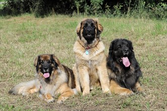 Leonberger dogs, Two Leonberger dogs relax on a meadow and look into the distance, Leonberger dog,
