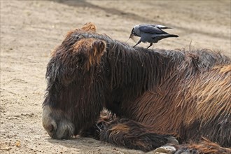 Western jackdaw (Corvus monedula), pulls tufts of hair from the donkey's back for nest building