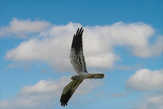 Montagu's harrier (Circus pygargus), male in flight with lizard in catch, Extremadura, Spain,