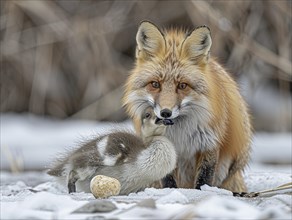 A fox feeds a small duckling in the snow, AI generated, AI generated, AI generated