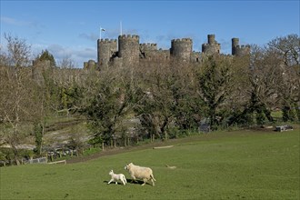 Sheep, lamb, castle, Conwy, Wales, Great Britain
