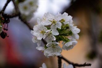 The white blossoms of a sweet cherry (Prunus avium) on a cherry tree, Jena, Thuringia, Germany,