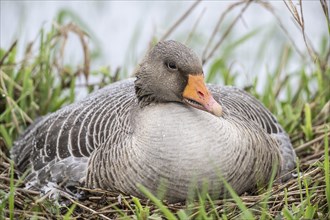 Greylag goose (Anser anser) on the nest, Lower Saxony, Germany, Europe