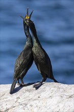 Common shag (Phalacrocorax aristotelis), breeding pair during courtship display, Hornoya Island,
