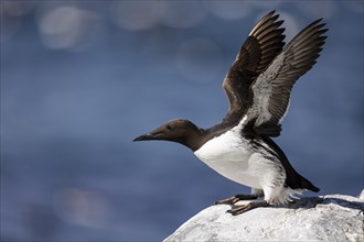 Common guillemot (Uria aalge) flapping its wings shortly in front of take-off, Hornoya Island,