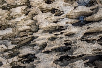 Gewaschener Stein aus Meerwasser am Strand, tolles Muster und Natur