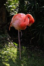 Portrait of a flamingo. Beautiful shot of the animals in the forest on Guadeloupe, Caribbean,