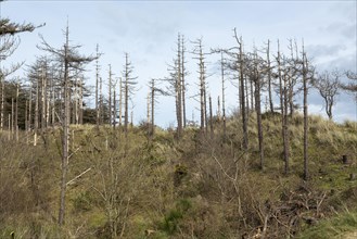 Dead trees, LLanddwyn Bay, Newborough, Isle of Anglesey, Wales, Great Britain
