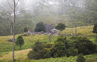 Hiking trail in Eravikulam National Park, Kannan Devan Hills, Munnar, Kerala, India, Asia