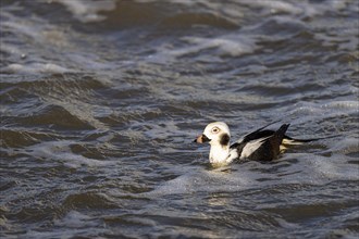 Long-tailed duck (Clangula hyemalis), adult male resting in the sea, Laanemaa, Estonia, Europe