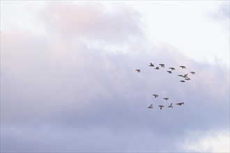 Greater scaup (Aythya marila), small flock in flight, Laanemaa, Estonia, Europe