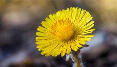 Close-up of a blooming coltsfoot flower in front of a blurred background, medicinal plant