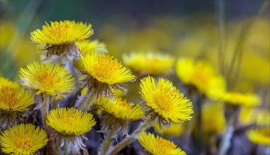 Coltsfoot flower heads in the natural environment of a field, medicinal plant coltsfoot, Tussilago