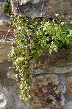 Herbs, town wall, Conwy, Wales, Great Britain