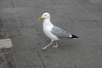Seagull, Harbour, Folkestone, Kent, Great Britain
