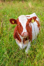 Brown and white variegated cow in a meadow with tall grass, Sweden, Europe