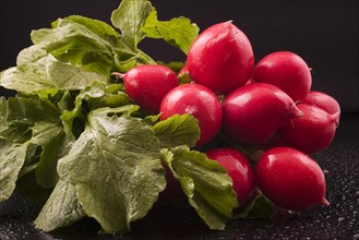 Close-up of harvested and washed red Raphanus sativus, Radishes on black background with water