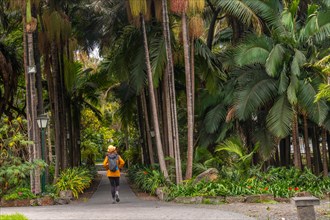 A tourist woman walking in a tropical botanical garden with large palm trees along a path