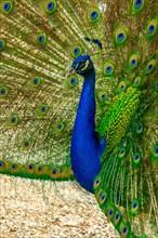 Detail of an Indian male peacock open because he is in heat looking for females, vertical photo