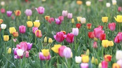 Colourful field with blooming tulips in red, yellow and pink