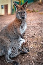 Red-necked wallaby (Macropus rufogriseus) with its offspring in the pouch, Eisenberg, Thuringia,