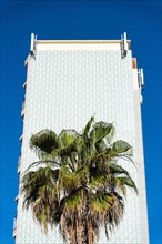 A palm tree in front of a high-rise facade in the Barceloneta neighbourhood of Barcelona, Spain,