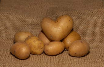 Potato (Solanum tuberosum), heart-shaped, decoration