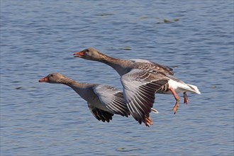 Greylag goose two birds with open wings flying left looking in front of blue water