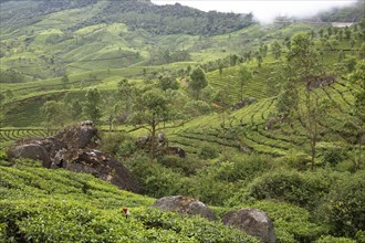 Hilly landscape with tea plantations in the clouds, Munnar, Kerala, India, Asia