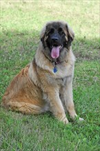 Leonberger dog, Sitting dog with tongue sticking out and collar in a meadow, Leonberger dog,