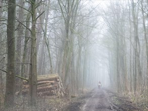 Forest path in the fog, North Rhine-Westphalia, Germany, Europe