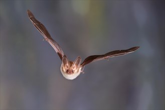 Brown long-eared bat (Plecotus auritus) flying out of its winter quarters, Brandenburg, Germany,