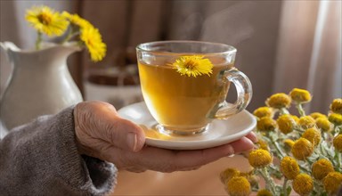 A warming tea with coltsfoot flowers is held in the hand, medicinal plant coltsfoot, Tussilago