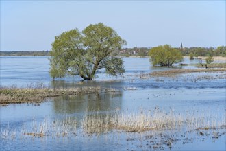 Willow (Salix) standing in the water, behind Doemitz, Elbe meadows, floodplain landscape, UNESCO