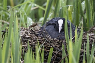 Common coot (Fulica atra) on the nest, Lower Saxony, Germany, Europe