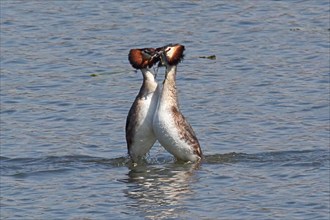 Great crested grebe two adult birds with water plants as a bridal gift in water with mirror image