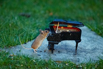 Wood mouse leaning on piano on stone slab in green grass standing on the right looking