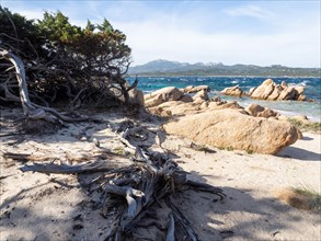 Rock formations, gnarled branches, Capriccioli beach, Costa Smeralda, Sardinia, Italy, Europe