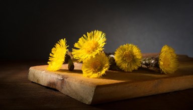 Coltsfoot flowers depicted on a wooden board with soft shadows in a blurred mood, medicinal plant